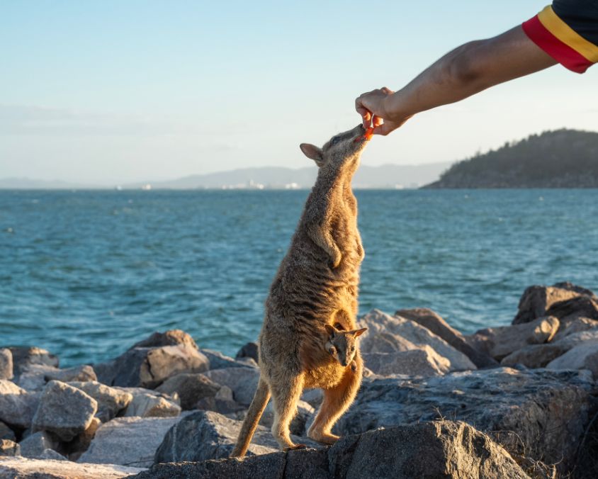 A tourist feeds a rock wallaby with a baby joey in its pouch on Magnetic Island Queensland Australia